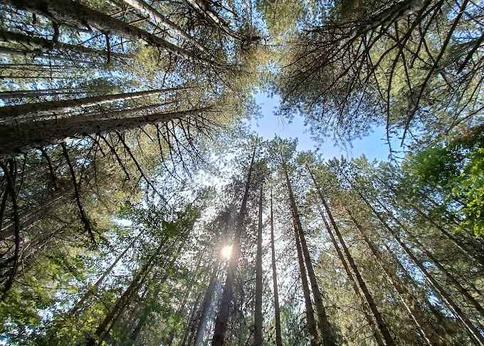 I Giganti della Sila